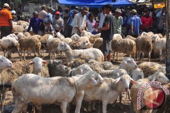 Puluhan Kambing Kurban Mati Terpanggang
