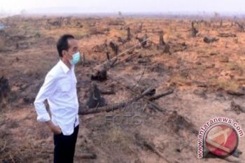 Presiden Rapat di Hutan Terbakar Pulpis, Rencanakan Buat Kanal