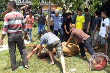 PLN Papua sumbang delapan sapi kurban ke pondok pesantren