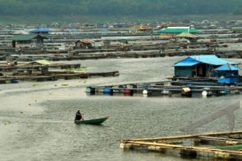 Bedungan Kembangsari Dimanfaatkan untuk Budidaya Ikan