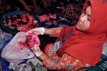 Ditemukan Cacing Hati Hewan Kurban di Kudus 