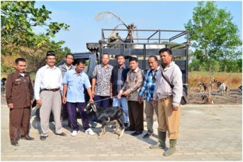 CP Prima Group Berkurban 77 Ekor Sapi dan Kambing