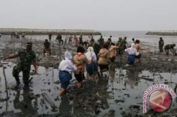 Kodim Pangkalan Bun Tanam 1000 Mangrove di Kubu