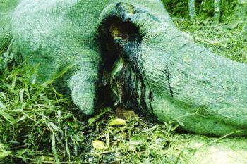 Benarkah Kematian Gajah "Yongki" Libatkan "Orang Dalam" ?