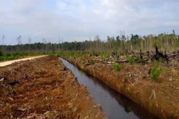 Walhi: Kanalisasi akibatkan lahan gambut rentan kebakaran