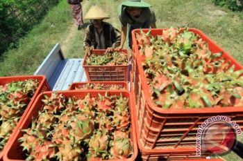 Panen Buah Naga