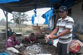 Nelayan Lampung Timur Tangkap Udang Jerbung