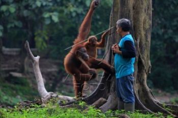 Taman Satwa Jurug Jajaki Kerja Sama GL-Zoo 