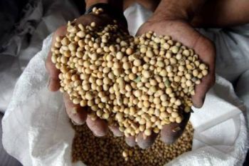 Harga kedelai impor kian mahal