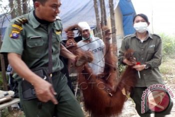 Evakuasi Orangutan di Sampit