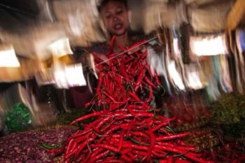 Harga Cabai Merosot Tajam