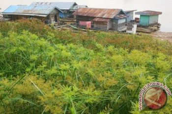 Artikel - "Tampurung Kalui" Antara Mitos Dan Realita
