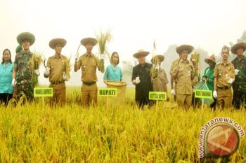 Bupati Barito Utara Panen Bersama Padi Unggul