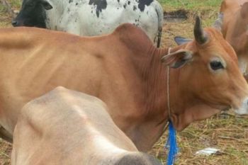 Pasokan Sapi Kurban di Rokan Hilir Cukup