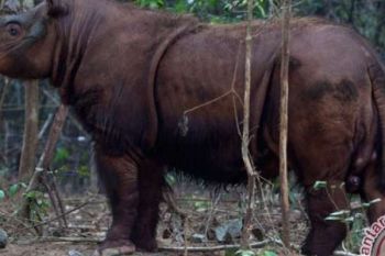  Delapan Badak Akan Dipindahkan Ke Hutan Lindung Kutai Barat
