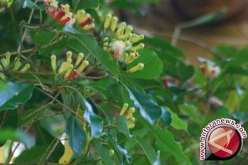 Kebakaran Rambah Perkebunan Cengkih Petani Kota Tomohon 