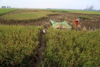 Bulog Serap Beras Petani Pekalongan 9,4 Ribu Ton