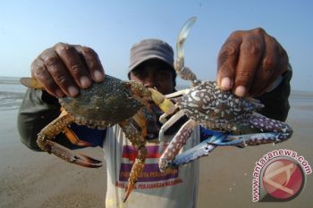 HARGA RAJUNGAN TURUN