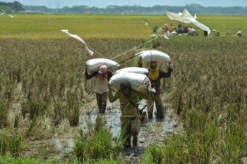 Cilacap Optimistis Target Produksi Padi Tercapai