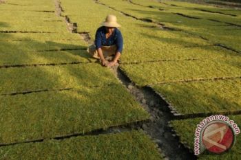 Harga Tembakau Temanggung Tebus Rp250.000/Kg