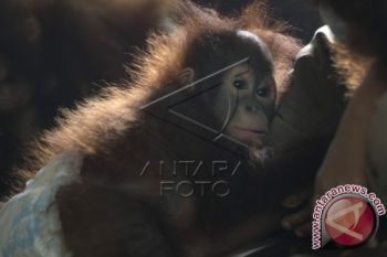 Warga Serahkan Orang Utan Korban Kebakaran Lahan 