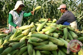 Panen Jagung