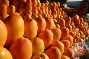 Panen Mangga Podang