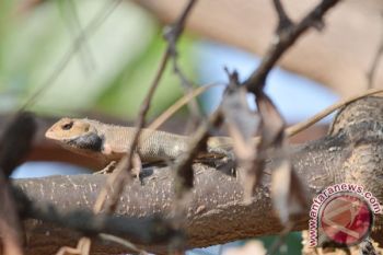 Reptil Bunglon