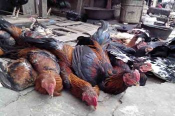 Harga Ayam Kampung Turun