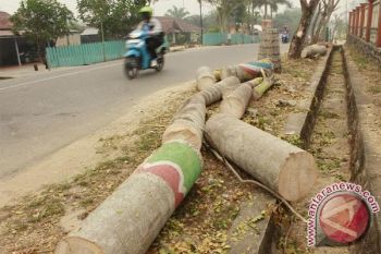 Warga Muara Teweh Sesalkan Pohon Palem Ditebang