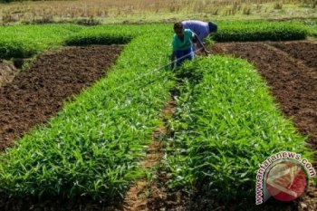 Panen Kangkung Darat di Sawah