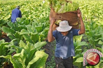 Gubernur NTB: RUU tembakau jangan sulitkan petani