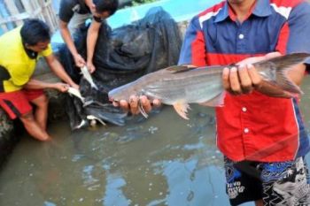Pengusaha Perikanan Temanggung Gelar Pelatihan Mandiri