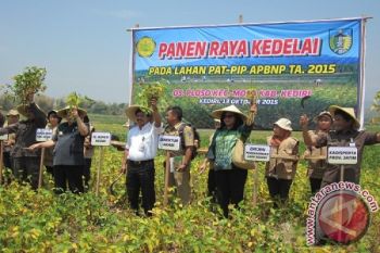 Panen Kedelai 