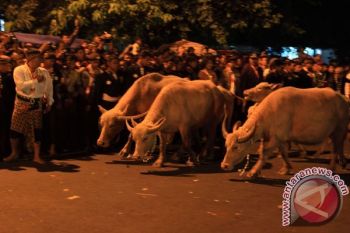 Ribuan Warga Ikuti Kirab Pusaka Puro Mangkunegaran