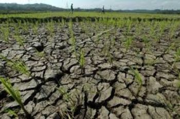 Kemarau Panjang, 17 Kecamatan Alami Kekeringan