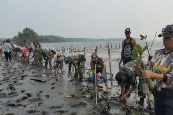 Personil Kodim 1704/Sorong tanam mangrove