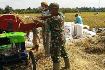 Babinsa Sorong Timur dampingi warga panen padi