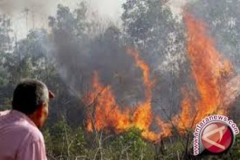 Puluhan Hektare Perkebunan Cengkeh Di Tolitoli Terbakar 