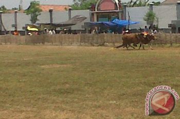 Seleksi Karapan Sapi Piala Presiden Serentak Se-Madura