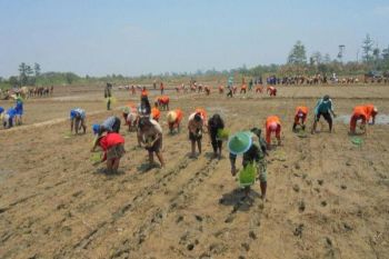 Kodim dan Pemkab Nabire tanam padi serentak