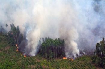 Kadishut Mimika bantah ada perusahaan perkebunan bakar lahan