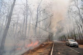 Hutan Jati di Banyumas Terbakar