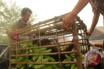 Kesadaran Masyarakat Selamatkan Satwa Dilindungi Makin Meningkat 