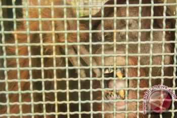 TNTP Berhasil Jalankan Program Pelepasliaran Orangutan Di Seruyan