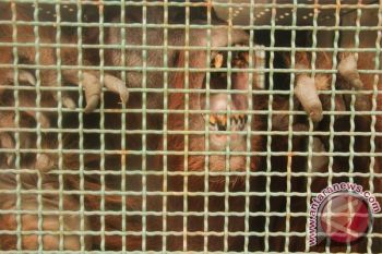 12 Orangutan Bakal Dilepasliarkan Di Hutan Batikap 
