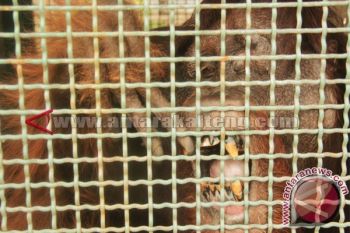 BKSDA Amankan Dua Orangutan Dari Tumbang Nusa 
