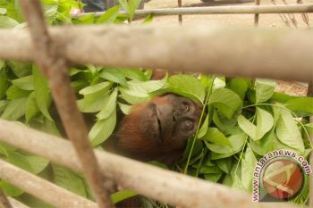 Evakuasi Orangutan Akibat Kebakaran Hutan