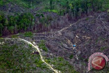 Kostrad Berjibaku Padamkan Kebakaran Hutan, Akibat Kawanan Gajah Mengamuk 
