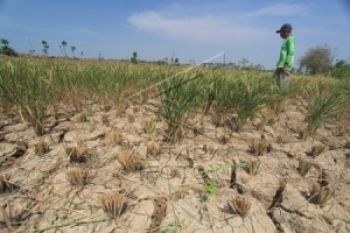  18.000 Hektare Tanaman Padi di Jateng Puso